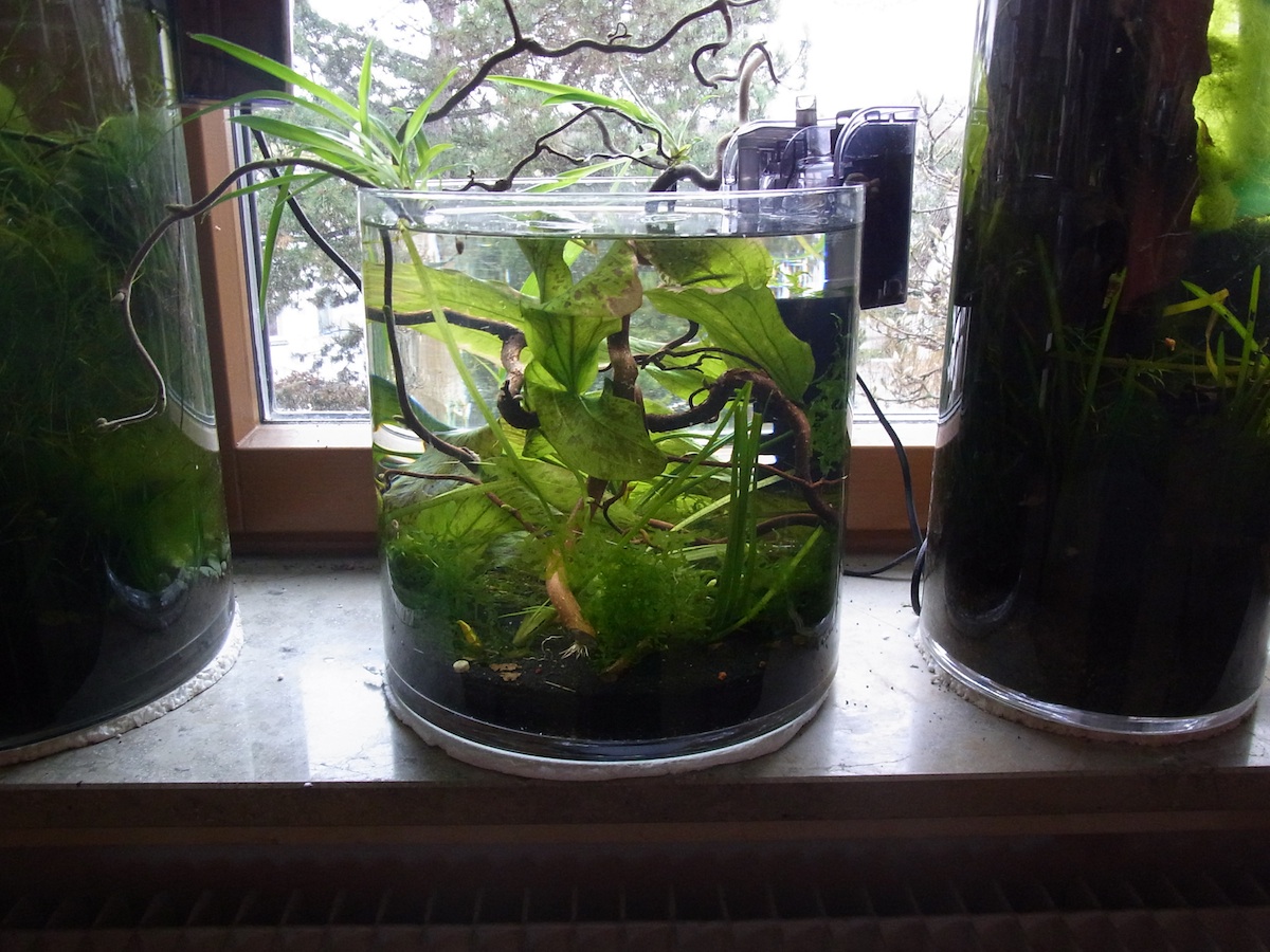 Zeigt her eure Fensterbank Aquarien :) - Nano-Aquaristik - Der Wirbellotse!