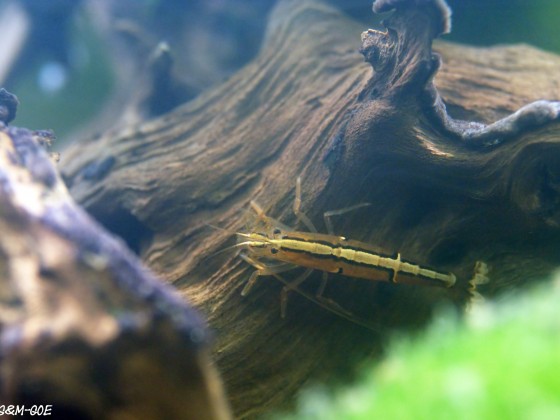 Australatya obscura, Weibchen