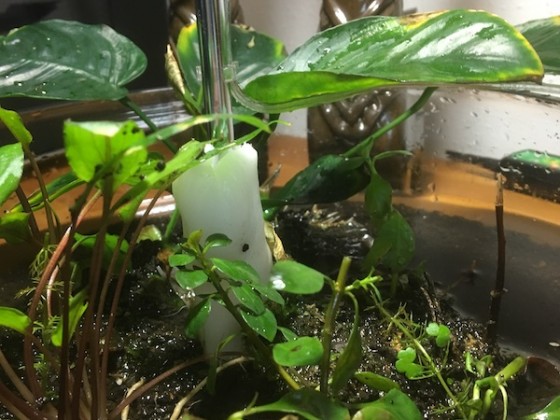 Pflanzenlampe mit Bastelplastik-Fuß für Wabi-Kusa